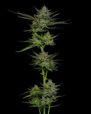 Sour Apple Auto-3 Samen - Seeds24