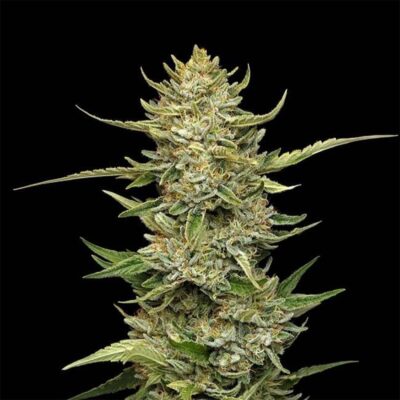 Sour Diesel Auto-3 Samen - Seeds24