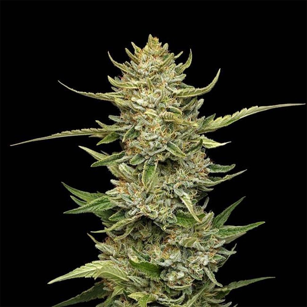 Sour Diesel Auto-3 Samen - Seeds24