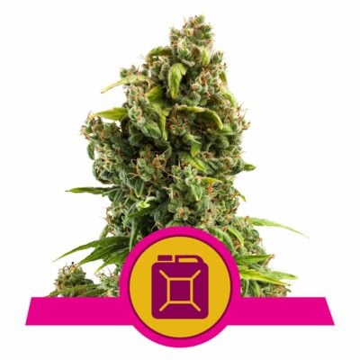 Sour Diesel Feminisiert-3 Samen - Seeds24