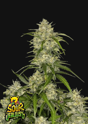 Sour Jealousy Auto-3 Samen - Seeds24