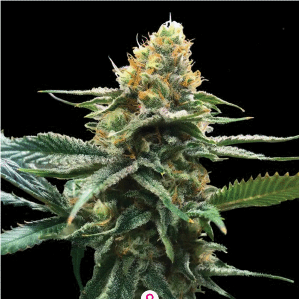 Sour Sorbet Feminisiert-3 Samen - Seeds24