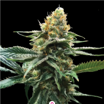 Sour Sorbet Feminisiert-3 Samen - Seeds24