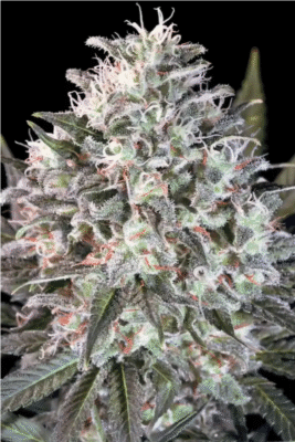 Space Cookies Feminisiert-3 Samen - Seeds24