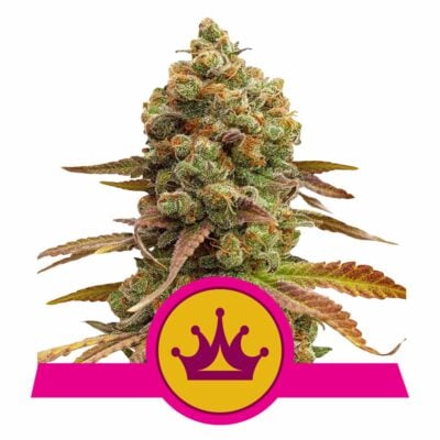 Special Queen 1 Feminisiert-3 Samen - Seeds24