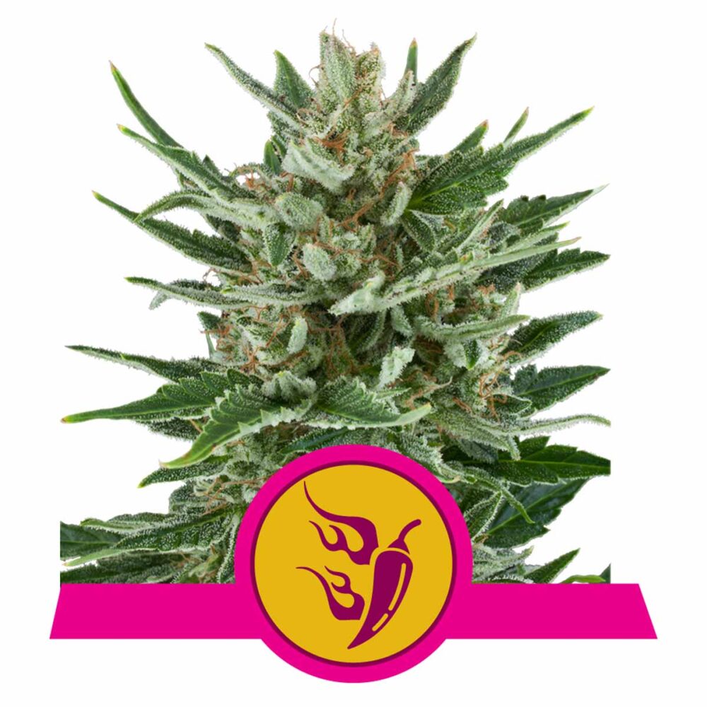 Speedy Chile FAST Version Feminisiert-3 Samen - Seeds24
