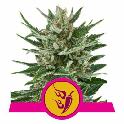 Speedy Chile FAST Version Feminisiert-3 Samen - Seeds24