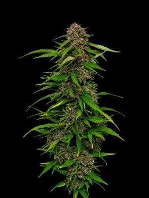 Squirt Feminisiert-3 Samen - Seeds24