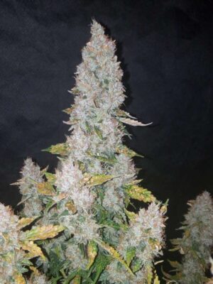 Stardawg Auto-3 Samen - Seeds24