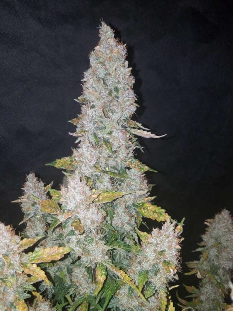 Stardawg Auto-3 Samen - Seeds24