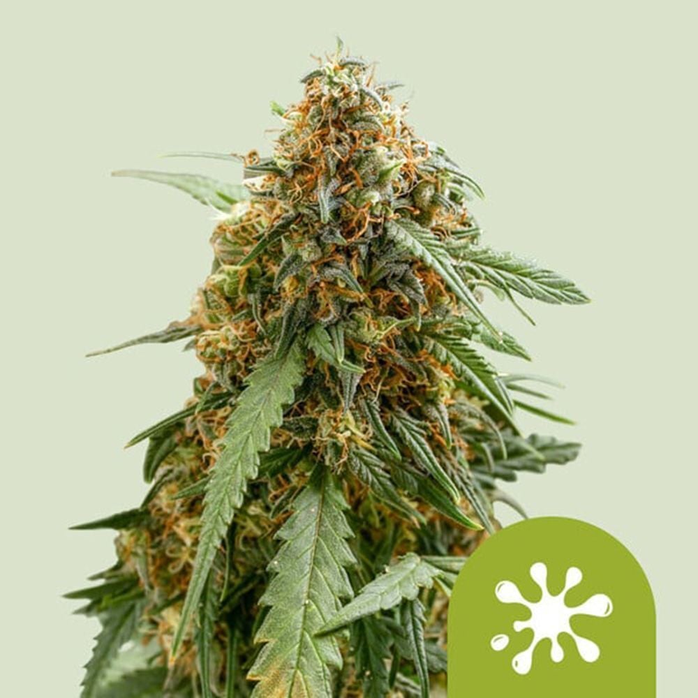Sticky Queen Auto-3 Samen - Seeds24