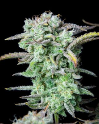 Strawberry Banana Auto-3 Samen - Seeds24