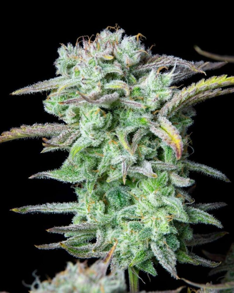 Strawberry Banana Auto-3 Samen - Seeds24