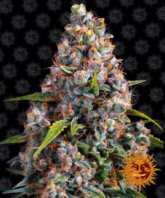 Strawberry Cheesecake Auto-3 Samen - Seeds24