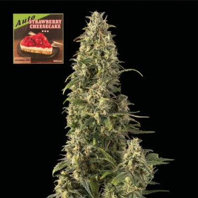 Strawberry Cheesecake Auto-50 Samen - Seeds24