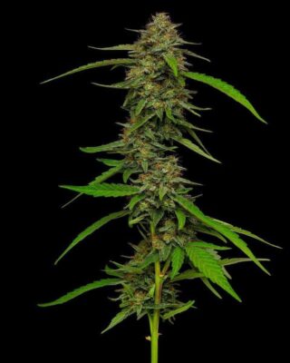 Strawberry Cheesecake Feminisiert-3 Samen - Seeds24