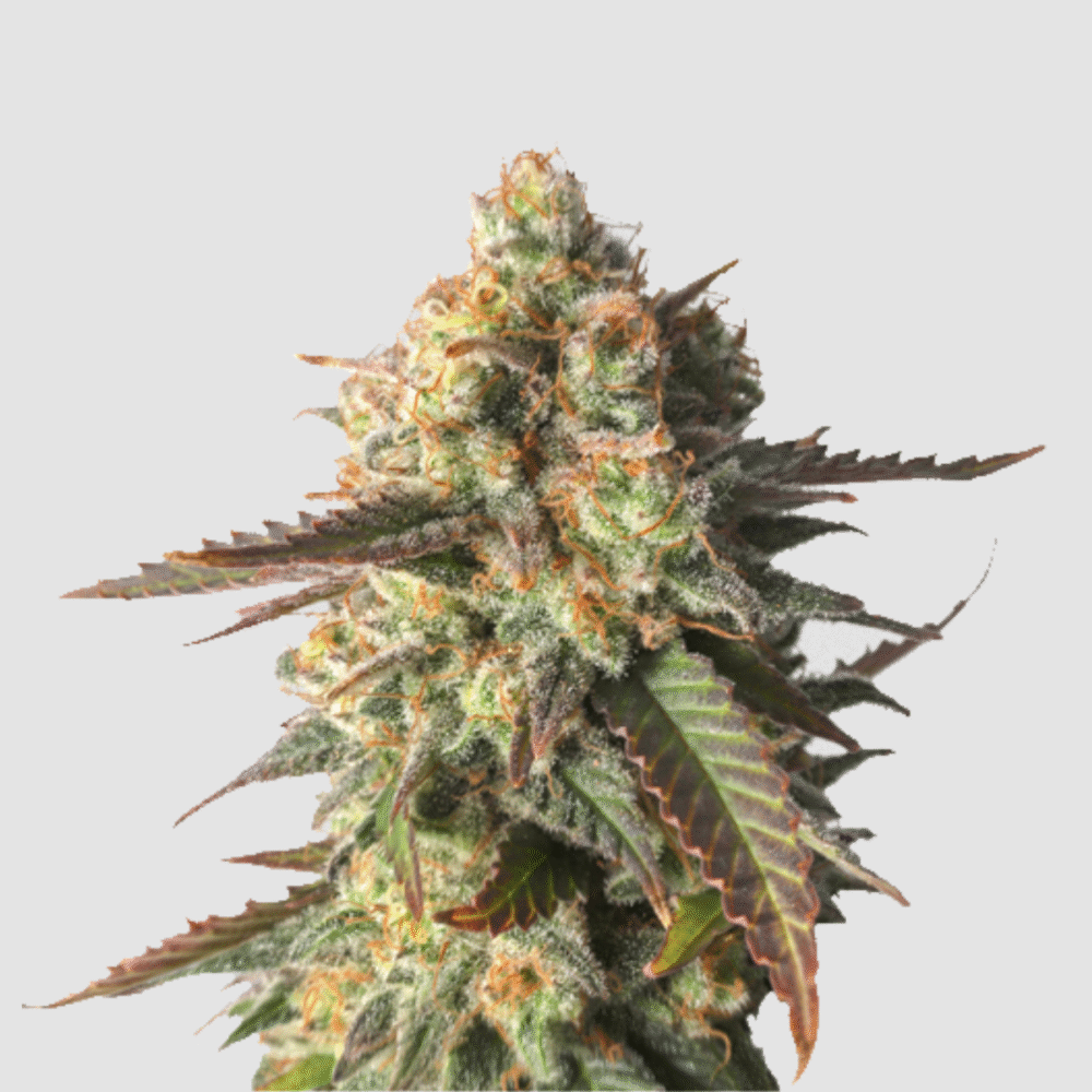 Strawberry Chemdawg OG Feminisiert-3 Samen - Seeds24