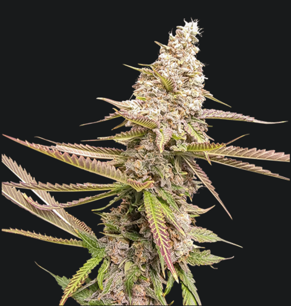 Strawberry Cookies Fast Feminisiert-3 Samen - Seeds24