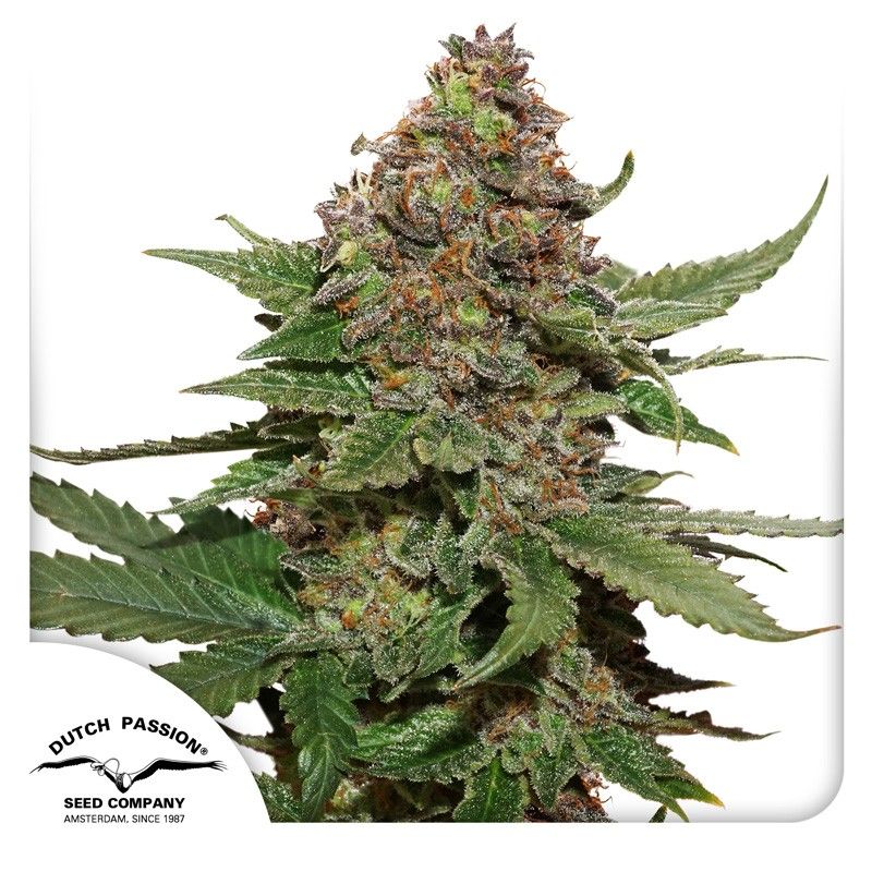Strawberry Cough Feminisiert-3 Samen - Seeds24