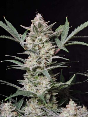 Strawberry Gorilla Punch Auto-3 Samen - Seeds24