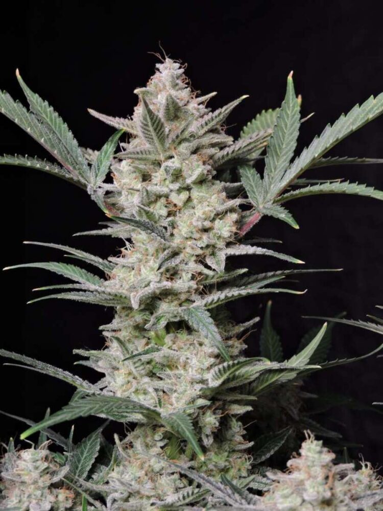 Strawberry Gorilla Punch Auto-3 Samen - Seeds24