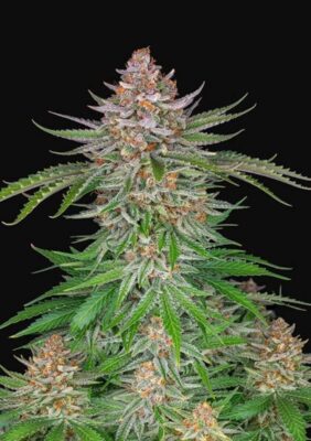 Strawberry Pie Auto-3 Samen - Seeds24