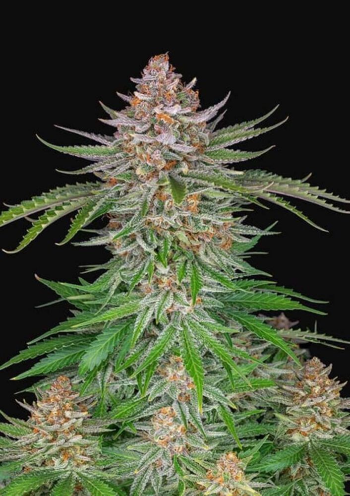 Strawberry Pie Auto-3 Samen - Seeds24