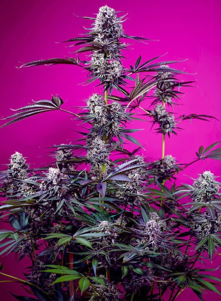 Studio 54 Stardust Auto-3 Samen - Seeds24