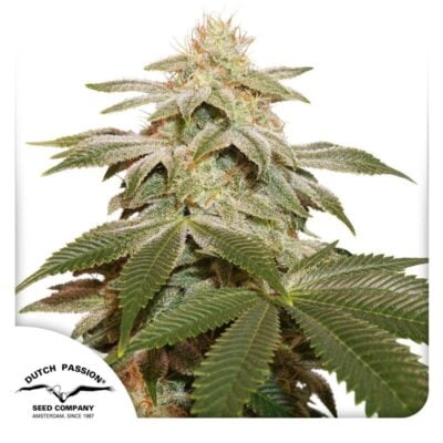 Sugar Bomb Punch Feminisiert-3 Samen - Seeds24