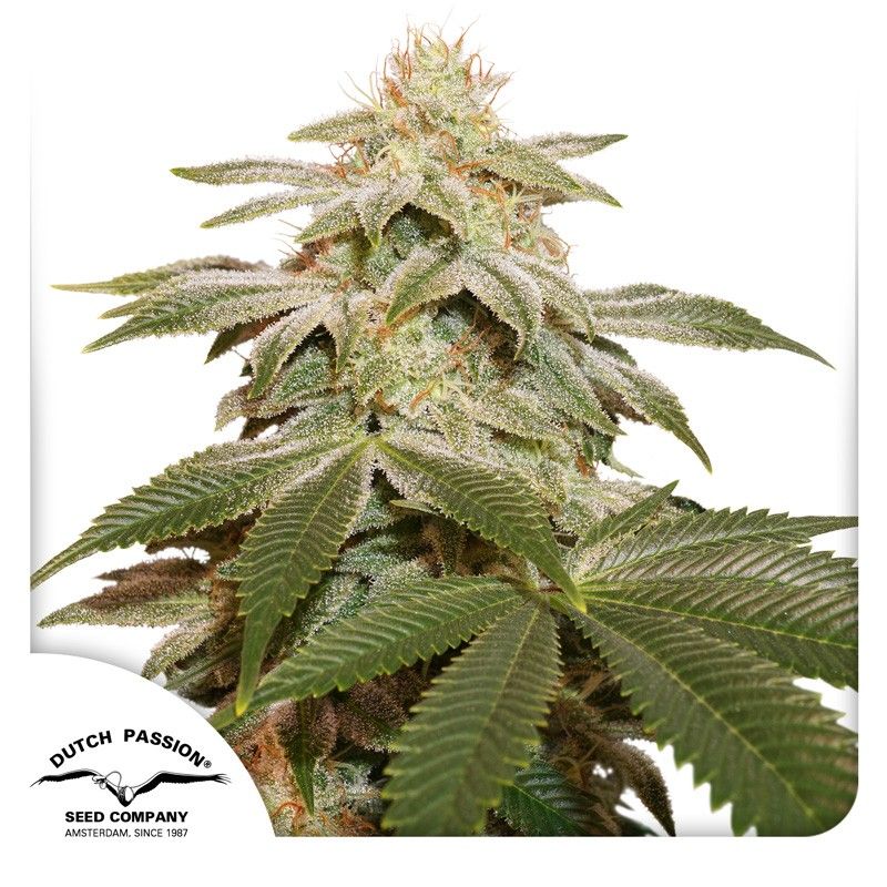 Sugar Bomb Punch Feminisiert-3 Samen - Seeds24