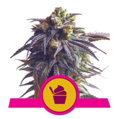 Sundae Driver Feminisiert-3 Samen - Seeds24