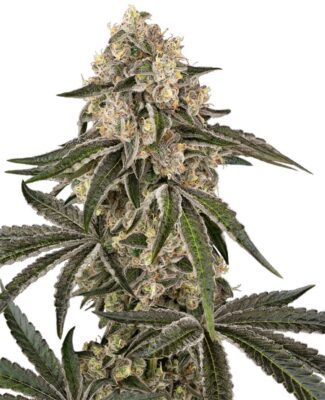 Sunset Peach Feminisiert-3 Samen - Seeds24