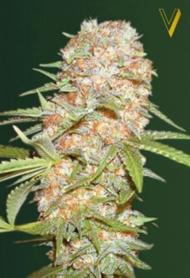 Super Extra Skunk Automatic-3 Samen - Seeds24