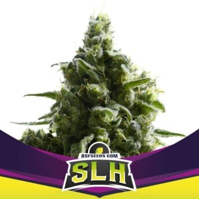 Super Lemon Haze Feminisiert-4 Samen - Seeds24