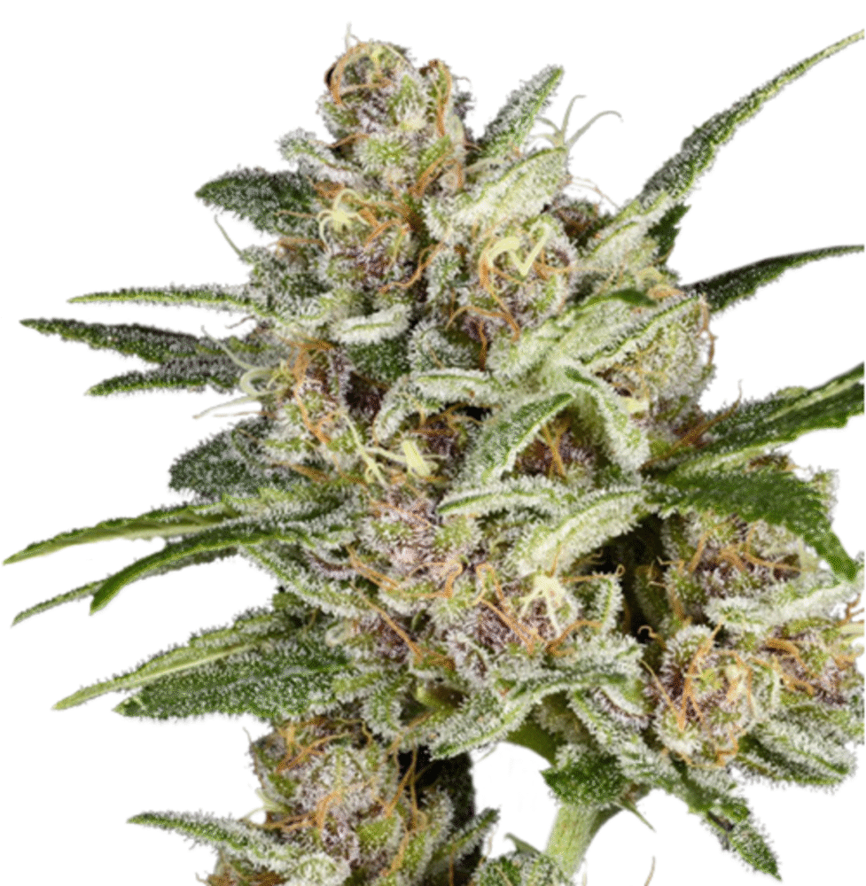 Super Mad Sky Floater Feminisiert-3 Samen - Seeds24