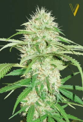 Super Mazar Automatic-3 Samen - Seeds24