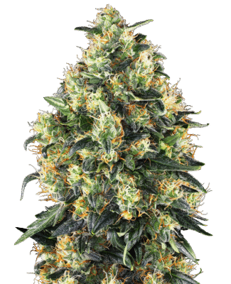 Super Skunk Automatic-3 Samen - Seeds24