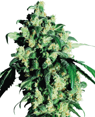 Super Skunk Feminisiert-3 Samen - Seeds24
