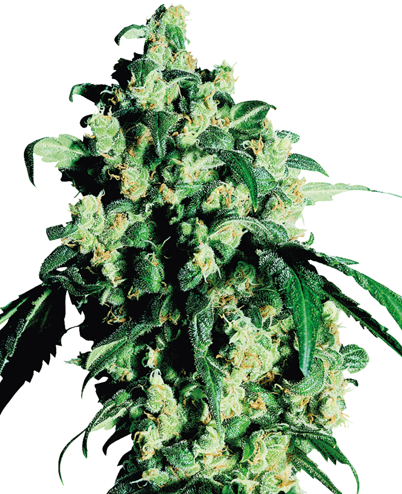 Super Skunk Feminisiert-3 Samen - Seeds24