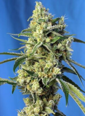 Sweet Amnesia Haze Feminisiert-3 Samen - Seeds24