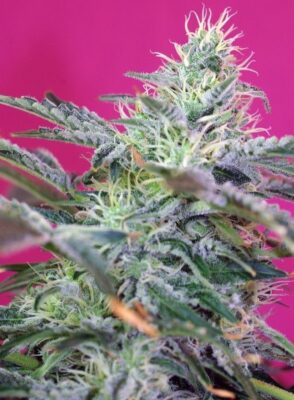 Sweet Cheese Auto-3 Samen - Seeds24