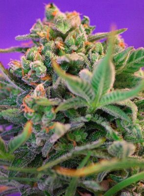 Sweet Cheese F1 Fast Version Feminisiert-3 Samen - Seeds24