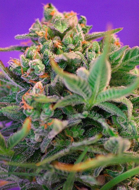Sweet Cheese Feminisiert-3 Samen - Seeds24
