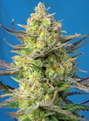 Sweet Cheese XL Auto-3 Samen - Seeds24