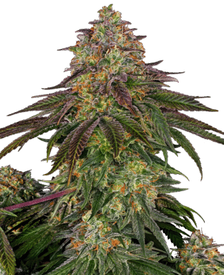Sweet Cherry Kush Feminisiert-3 Samen - Seeds24