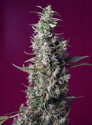 Sweet Cherry Pie Feminisiert-3 Samen - Seeds24