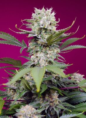 Sweet Mandarine Zkittlez XL Auto-3 Samen - Seeds24