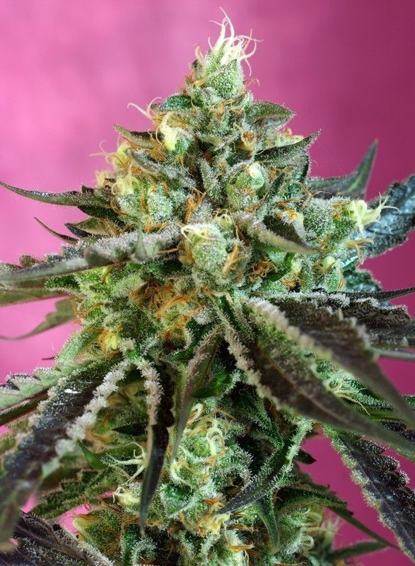 Sweet Nurse CBD Auto-3 Samen - Seeds24