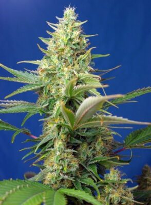 Sweet Pure CBD Auto-3 Samen - Seeds24