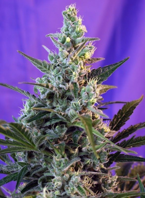 Sweet Skunk Auto-3 Samen - Seeds24